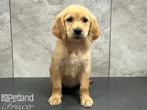 Golden Retriever DOG Female Red 30241 Petland Frisco, Texas