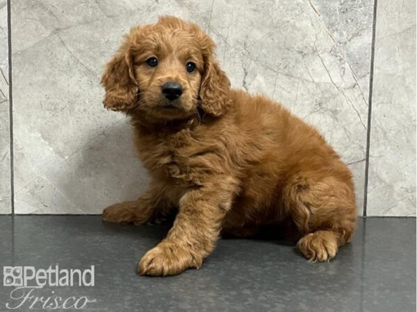 Goldendoodle Mini 2nd Gen-DOG-Male-Red-30243-Petland Frisco & Mckinney, Texas