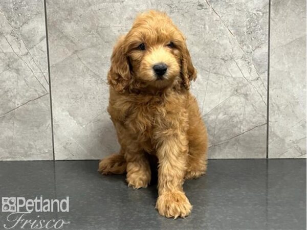 Goldendoodle Mini 2nd Gen DOG Male Red 30244 Petland Frisco, Texas