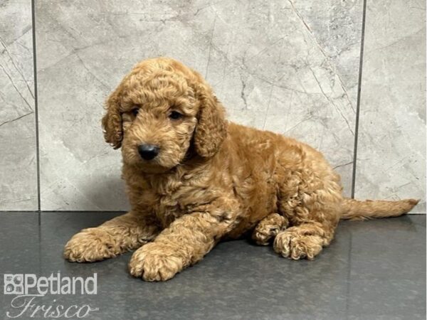 Goldendoodle Mini 2nd Gen-DOG-Male-Red-30246-Petland Frisco & Mckinney, Texas
