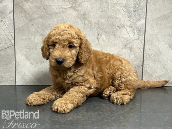 Goldendoodle Mini 2nd Gen DOG Male Red 30246 Petland Frisco, Texas