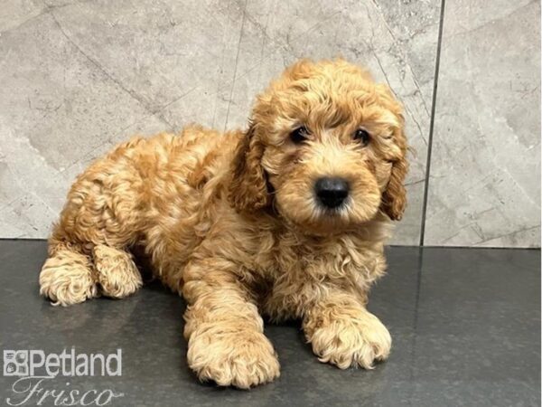 Goldendoodle Mini 2nd Gen DOG Male Red 30247 Petland Frisco, Texas