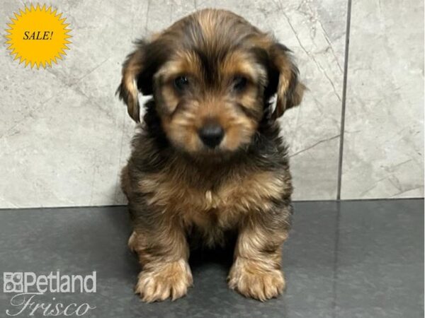 Yorkie Mix DOG Male Golden 30198 Petland Frisco, Texas