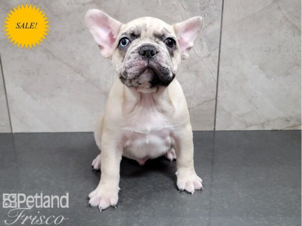 French Bulldog-DOG-Male-Fawn Merle-30204-Petland Frisco & Mckinney, Texas