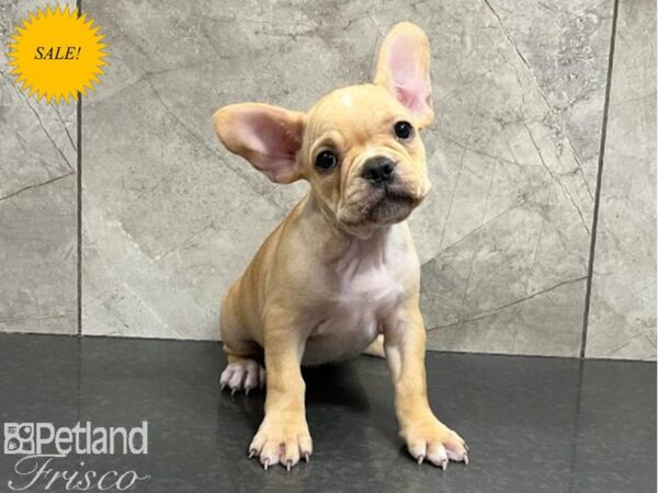 French Bulldog DOG Female Cream 30231 Petland Frisco, Texas