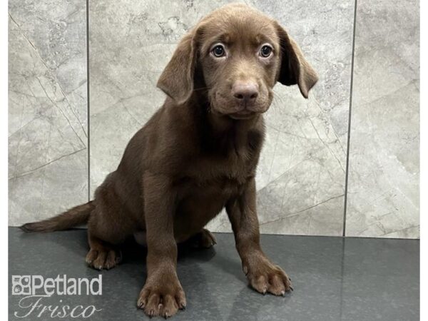 Labrador Retriever DOG Female Chocolate 30260 Petland Frisco, Texas