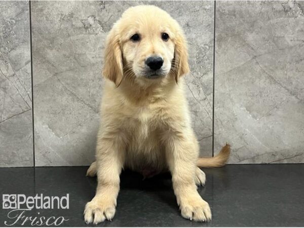 Golden Retriever DOG Male Golden 30259 Petland Frisco, Texas