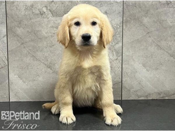 Golden Retriever DOG Female Golden 30258 Petland Frisco, Texas