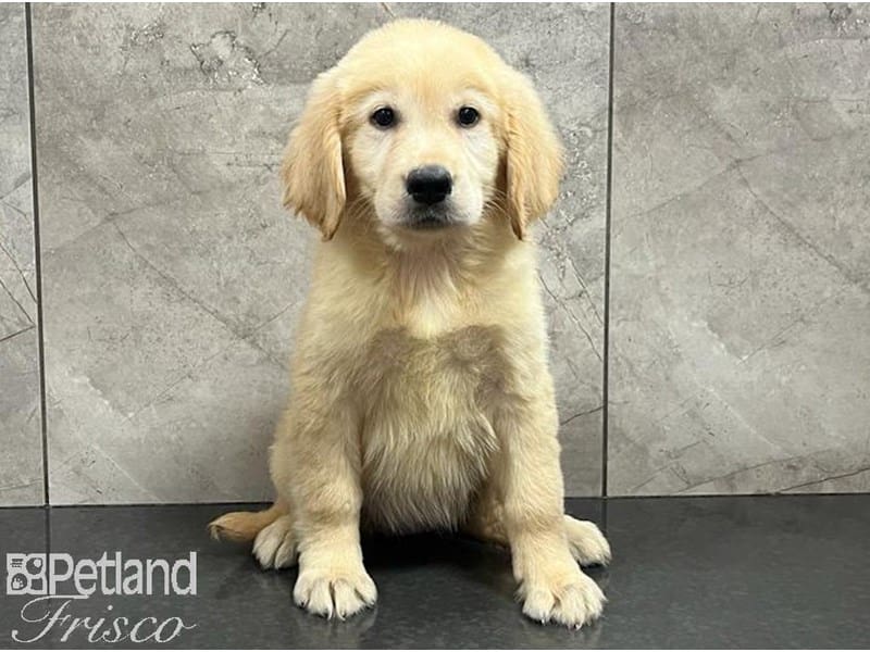 Golden Retriever-DOG-Female-Golden-3745005-Petland Frisco, TX