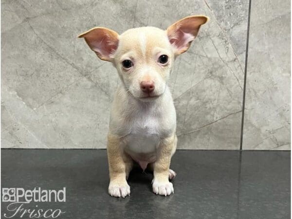 Chihuahua-DOG-Male-Cream-30256-Petland Frisco, Texas