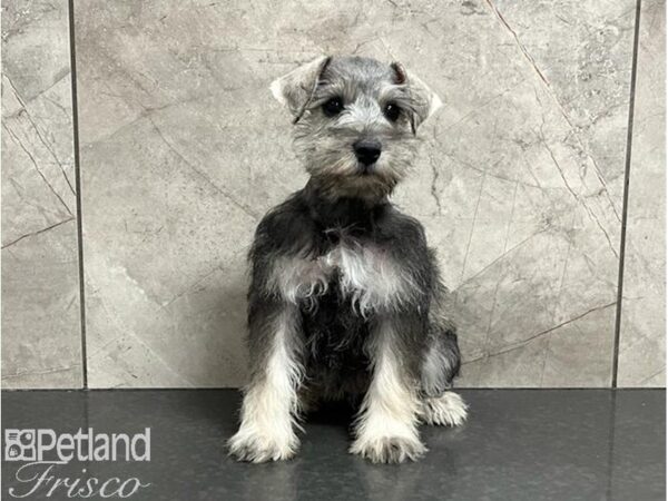 Miniature Schnauzer-DOG-Female-Salt / Pepper-30253-Petland Frisco & Mckinney, Texas
