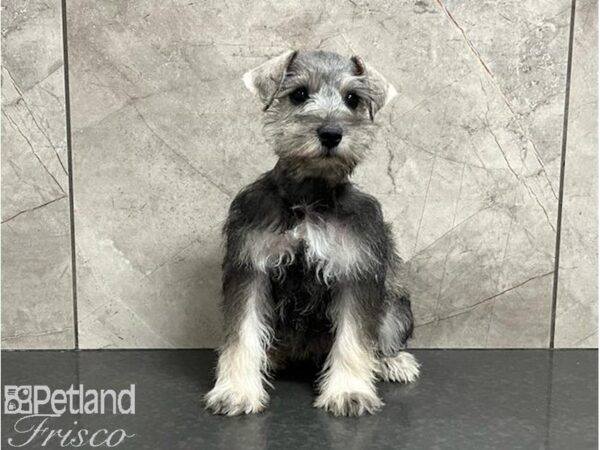 Miniature Schnauzer-DOG-Female-Salt / Pepper-30253-Petland Frisco, Texas