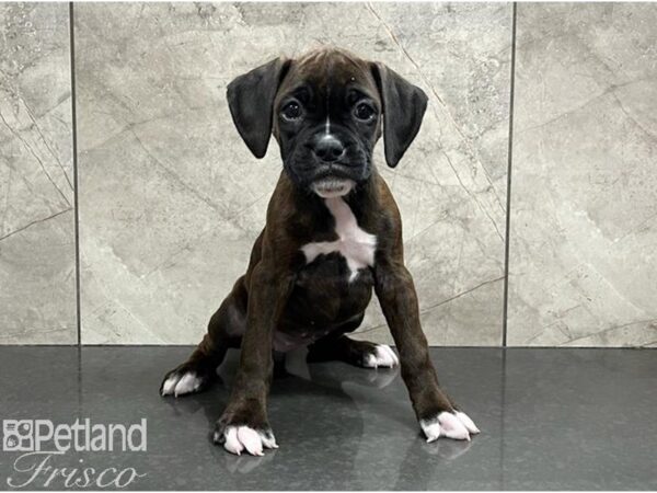 Boxer DOG Female Brindle 30251 Petland Frisco, Texas