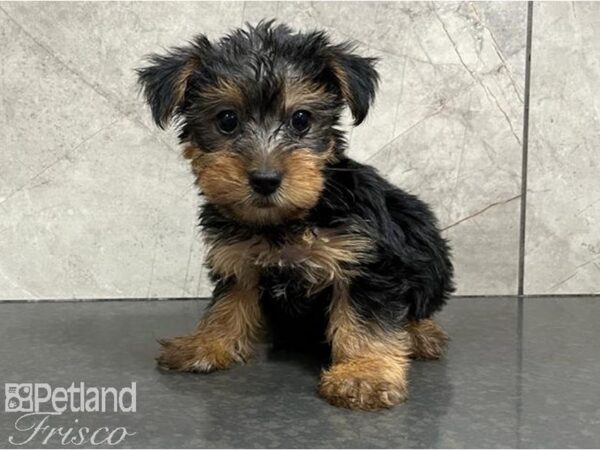 Yorkshire Terrier DOG Female Black / Tan 30248 Petland Frisco, Texas