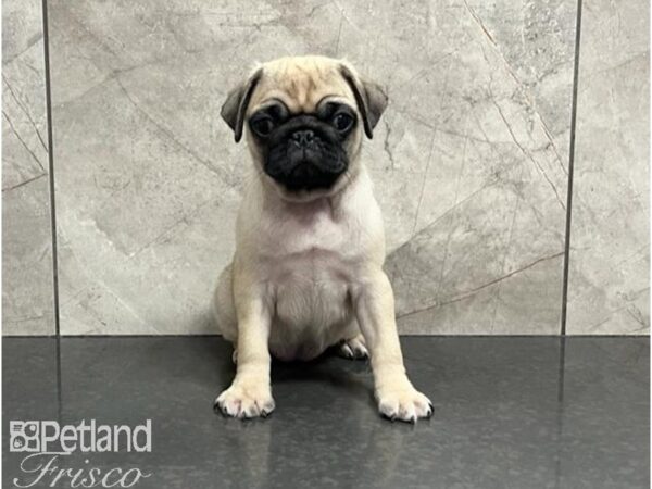 Pug DOG Female Fawn 30249 Petland Frisco, Texas