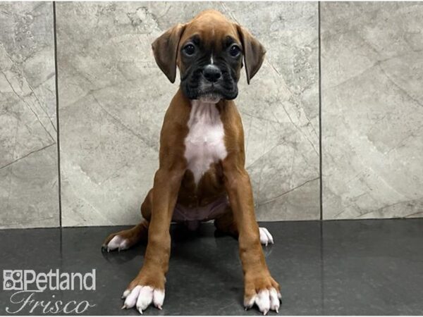 Boxer DOG Female Red 30250 Petland Frisco, Texas