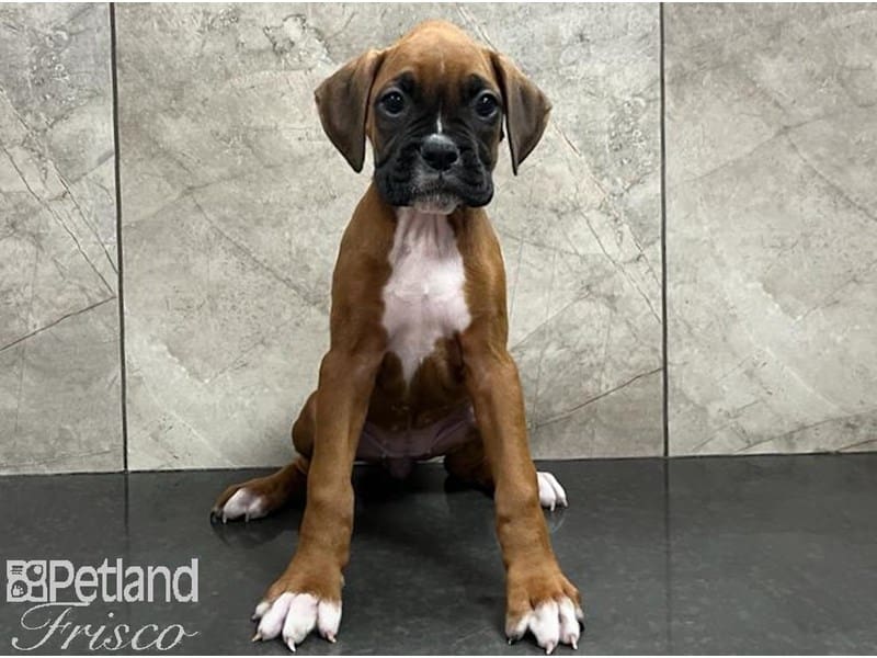 Boxer-DOG-Female-Red-3744955-Petland Frisco, Texas