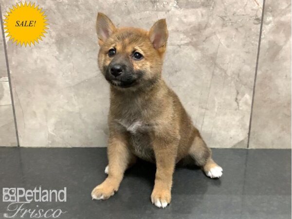 Shiba Inu DOG Female Red 30140 Petland Frisco, Texas