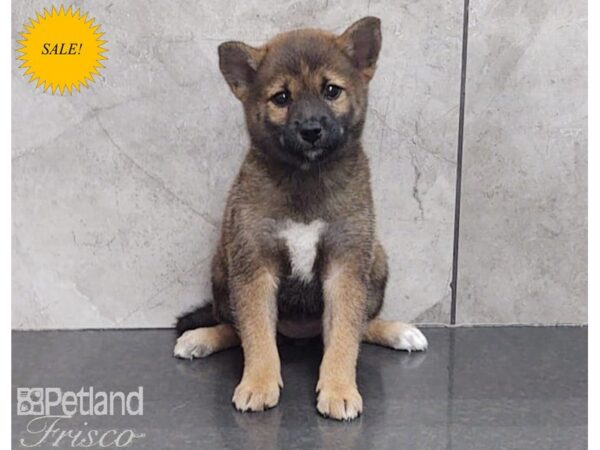 Shiba Inu-DOG-Female-Red-30141-Petland Frisco, Texas