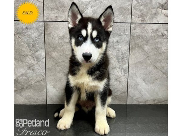 Siberian Husky DOG Male Black & White 30142 Petland Frisco, Texas