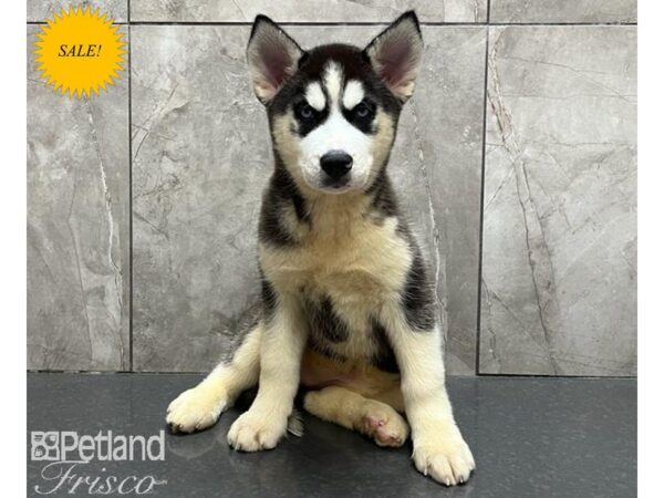 Siberian Husky-DOG-Female-Black & White-30143-Petland Frisco & Mckinney, Texas