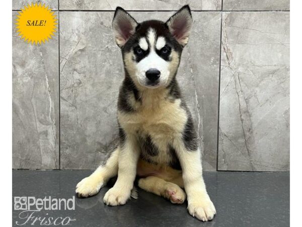 Siberian Husky DOG Female Black & White 30143 Petland Frisco, Texas