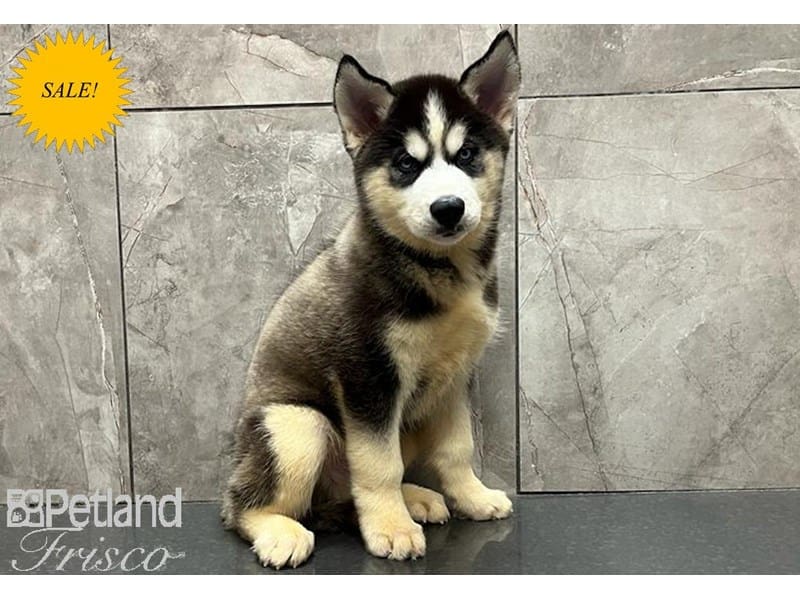 Siberian Husky-DOG-Male-Black & White-3726060-Petland Frisco, Texas