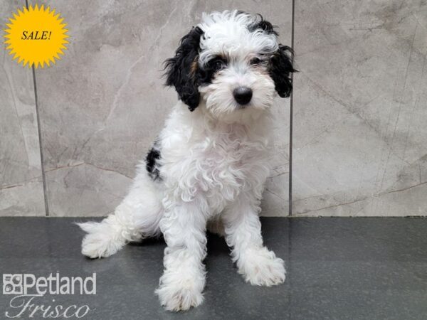 Miniature Bernedoodle DOG Female Black, White, & Tan Parti 30145 Petland Frisco, Texas