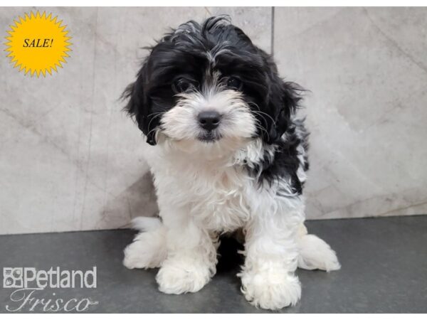 Shih Poo DOG Female Black and White 30154 Petland Frisco, Texas