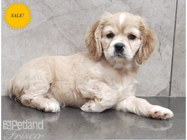 Cocker Spaniel DOG Female Buff 30156 Petland Frisco, Texas