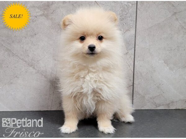 Pomeranian DOG Female Sable and White 30148 Petland Frisco, Texas