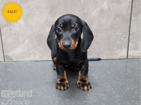 Miniature Dachshund-DOG-Male-Black and Tan-30151-Petland Frisco, Texas