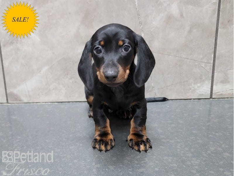 Miniature Dachshund-DOG-Male-Black and Tan-3726214-Petland Frisco, Texas