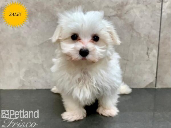 Maltese-DOG-Male-White-30161-Petland Frisco & Mckinney, Texas