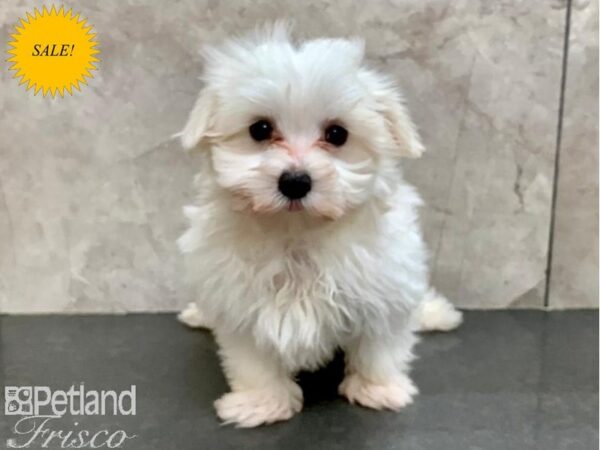 Maltese DOG Male White 30161 Petland Frisco, Texas