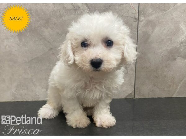 Bichon Frise DOG Female White 30190 Petland Frisco, Texas