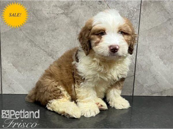 Mini Aussiepoo DOG Male Wht Choc Merle 30210 Petland Frisco, Texas