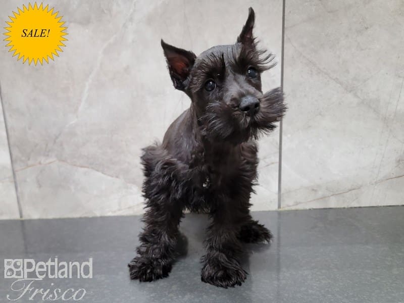 Miniature Schnauzer-DOG-Female-Black-3734508-Petland Frisco, Texas