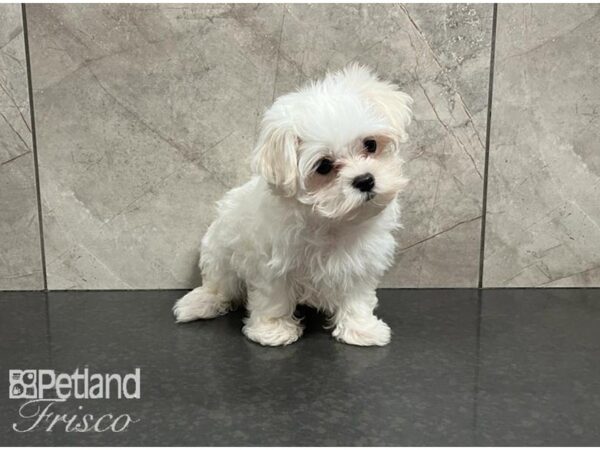 Maltese DOG Female White / Cream 30270 Petland Frisco, Texas