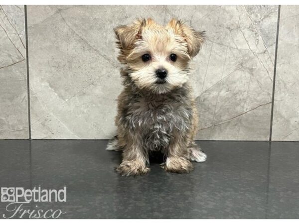 Morkie-DOG-Female-Sable-30271-Petland Frisco, Texas