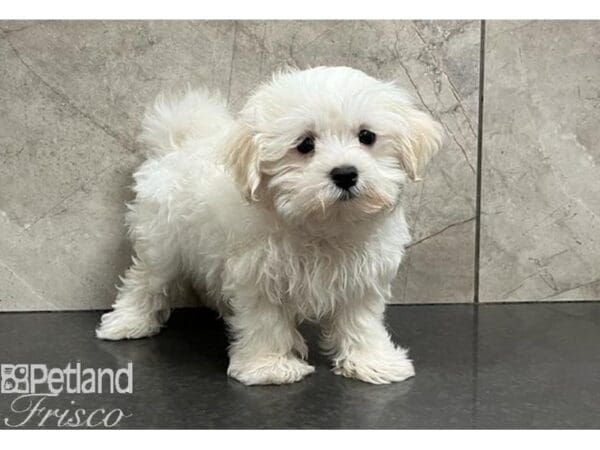 Maltese-DOG-Male-White / Cream-30272-Petland Frisco, Texas