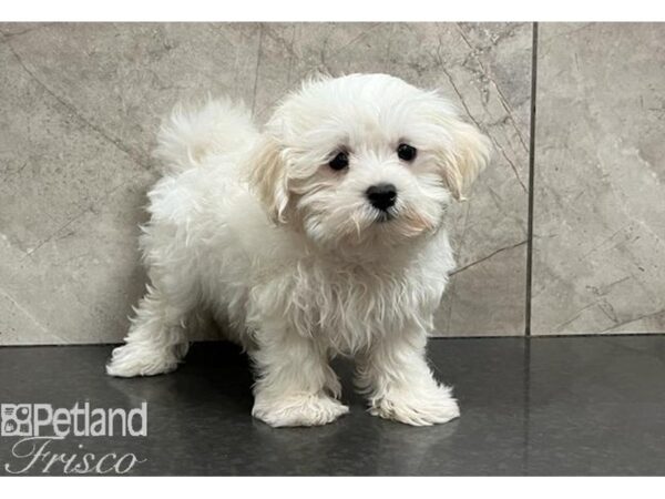 Maltese DOG Male White / Cream 30272 Petland Frisco, Texas