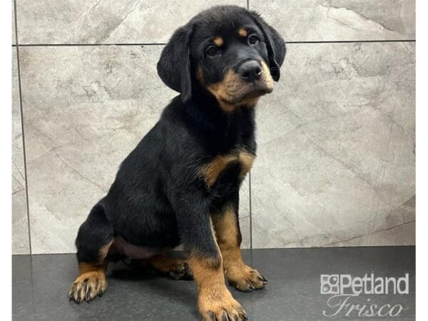 Rottweiler-DOG-Female-Black and Tan-30266-Petland Frisco, Texas