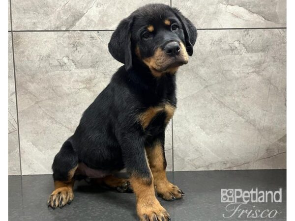 Rottweiler DOG Female Black and Tan 30266 Petland Frisco, Texas