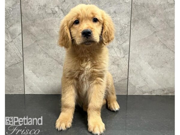 Golden Retriever-DOG-Female-Golden-30265-Petland Frisco, Texas