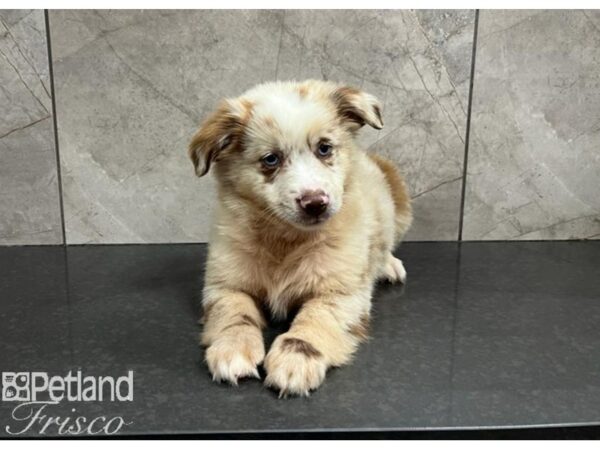 Miniature Australian Shepherd-DOG-Male-Red Merle-30263-Petland Frisco & Mckinney, Texas