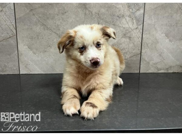 Miniature Australian Shepherd DOG Male Red Merle 30263 Petland Frisco, Texas