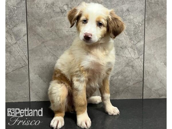 Miniature Australian Shepherd DOG Female Red Merle 30261 Petland Frisco, Texas