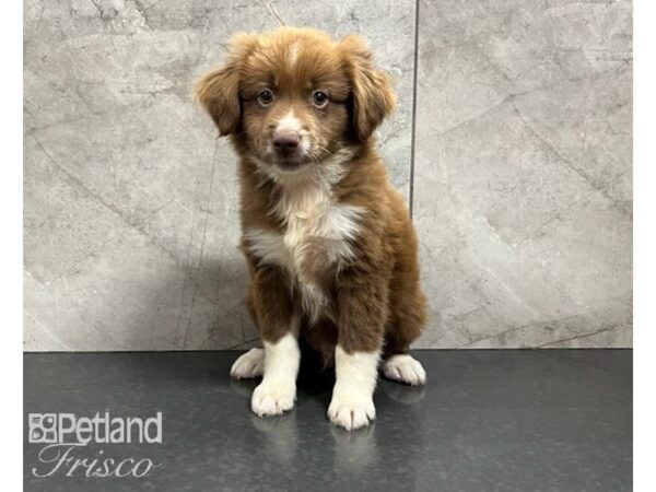 Miniature Australian Shepherd DOG Male RedTri 30264 Petland Frisco, Texas