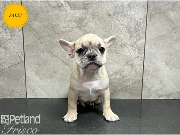 French Bulldog DOG Male Blue Fawn Merle 30268 Petland Frisco, Texas